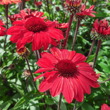 Echinacea 'SunSeekers Red'. Red flowers with green leaves in a natural setting