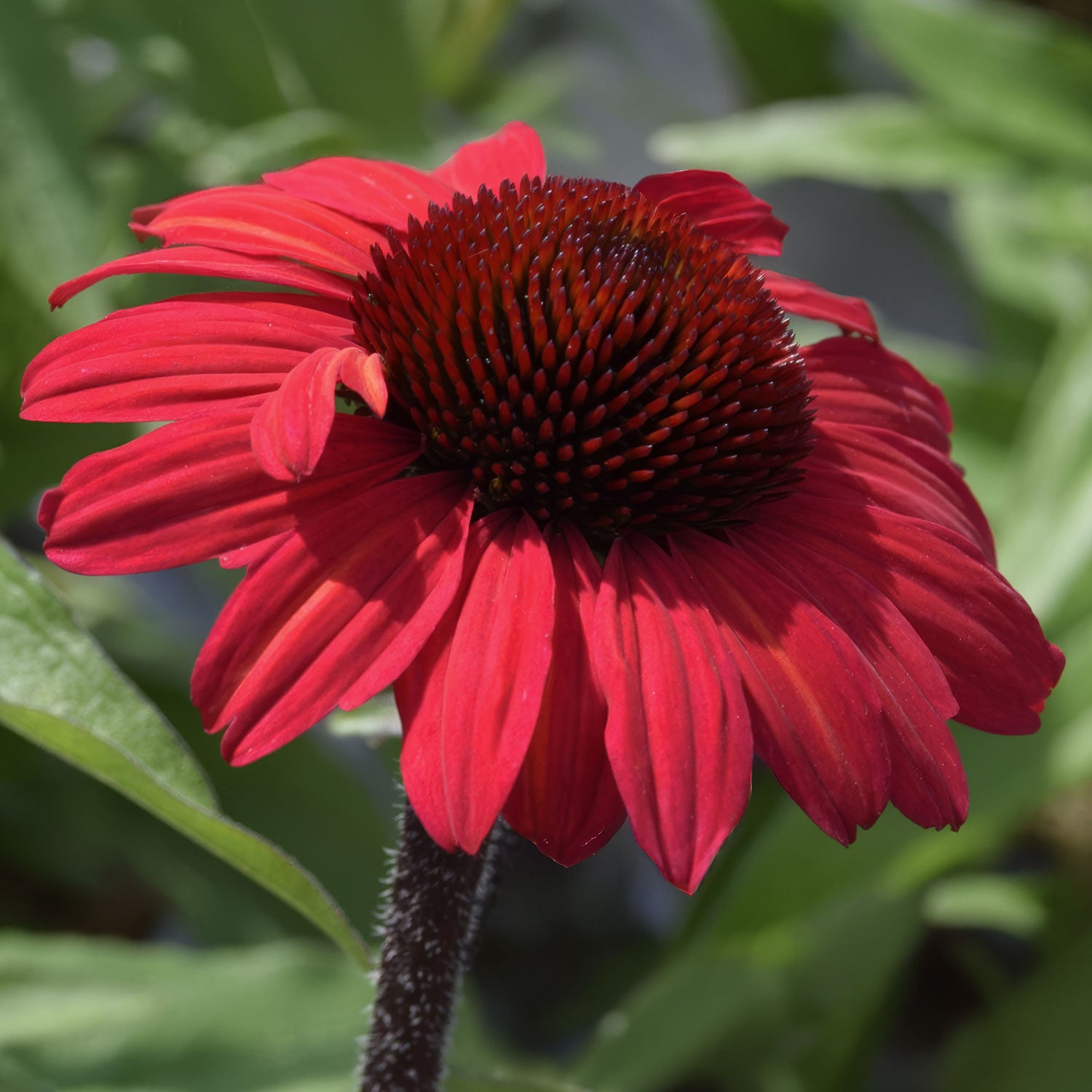 Echinacea 'SunSeekers Red'. Red flower with a dark center against a blurred green background