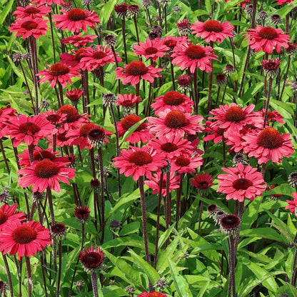 Echinacea 'SunSeekers Red'