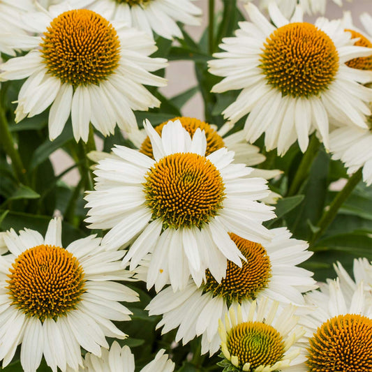 Echinacea 'White Meditation'