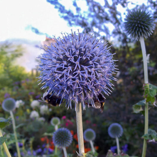 Echinops bannaticus 'Blue Globe'