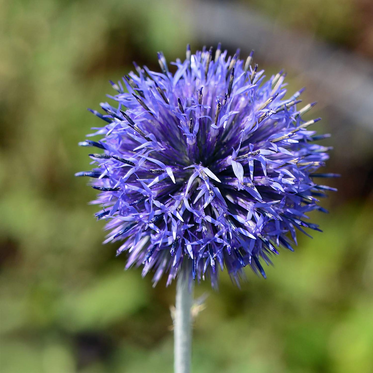 Echinops ritro subsp. ruthenicus 'Platinum Blue'