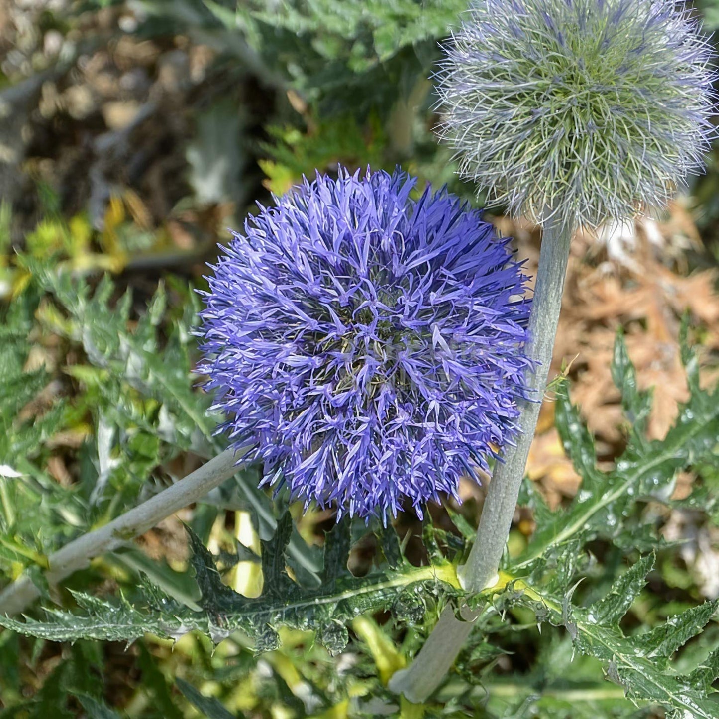 Echinops ritro subsp. ruthenicus 'Platinum Blue'