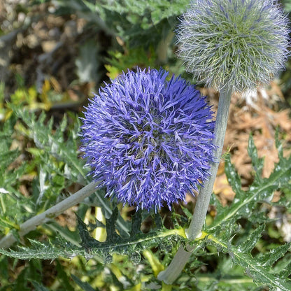 Echinops ritro subsp. ruthenicus 'Platinum Blue'
