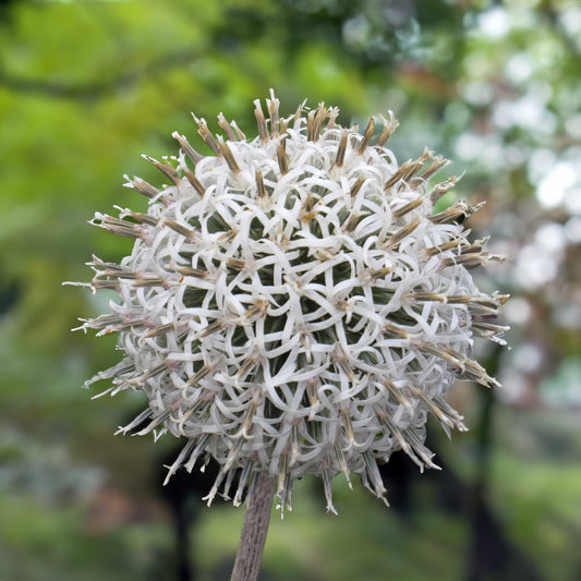 Echinops sphaerocephalus 'Arctic Glow'