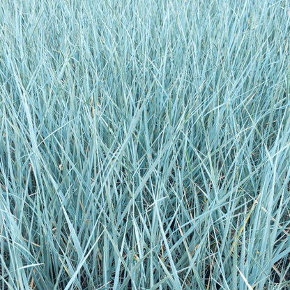 Elymus magellanicus