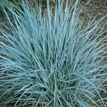 Elymus magellanicus