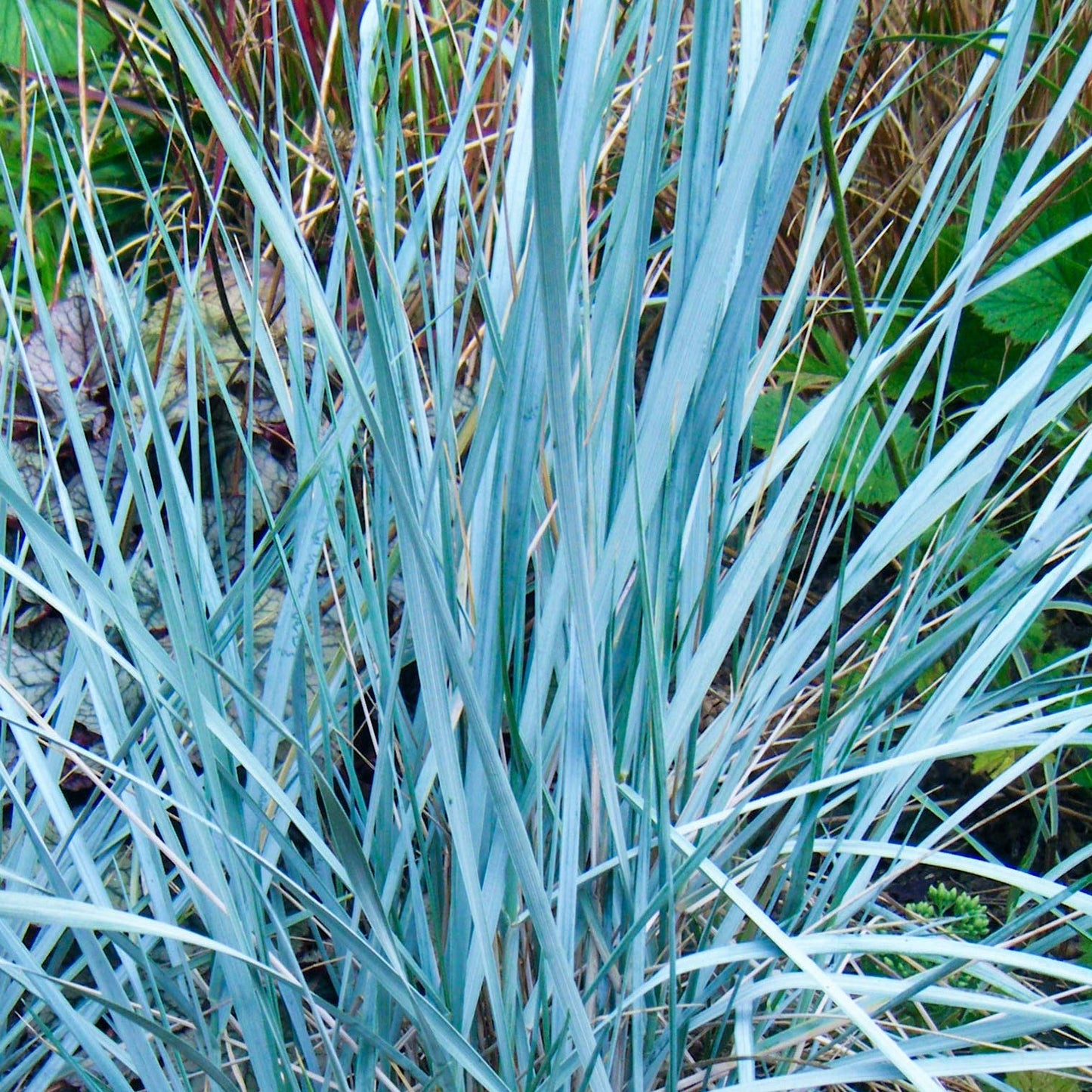 Elymus magellanicus