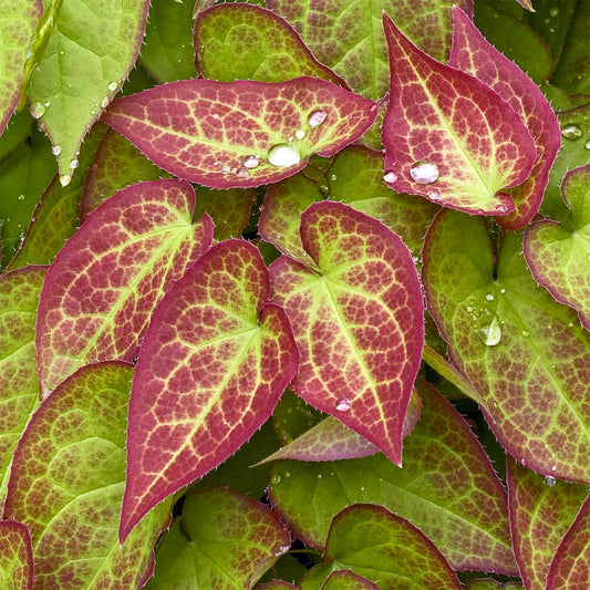 Epimedium x rubrum