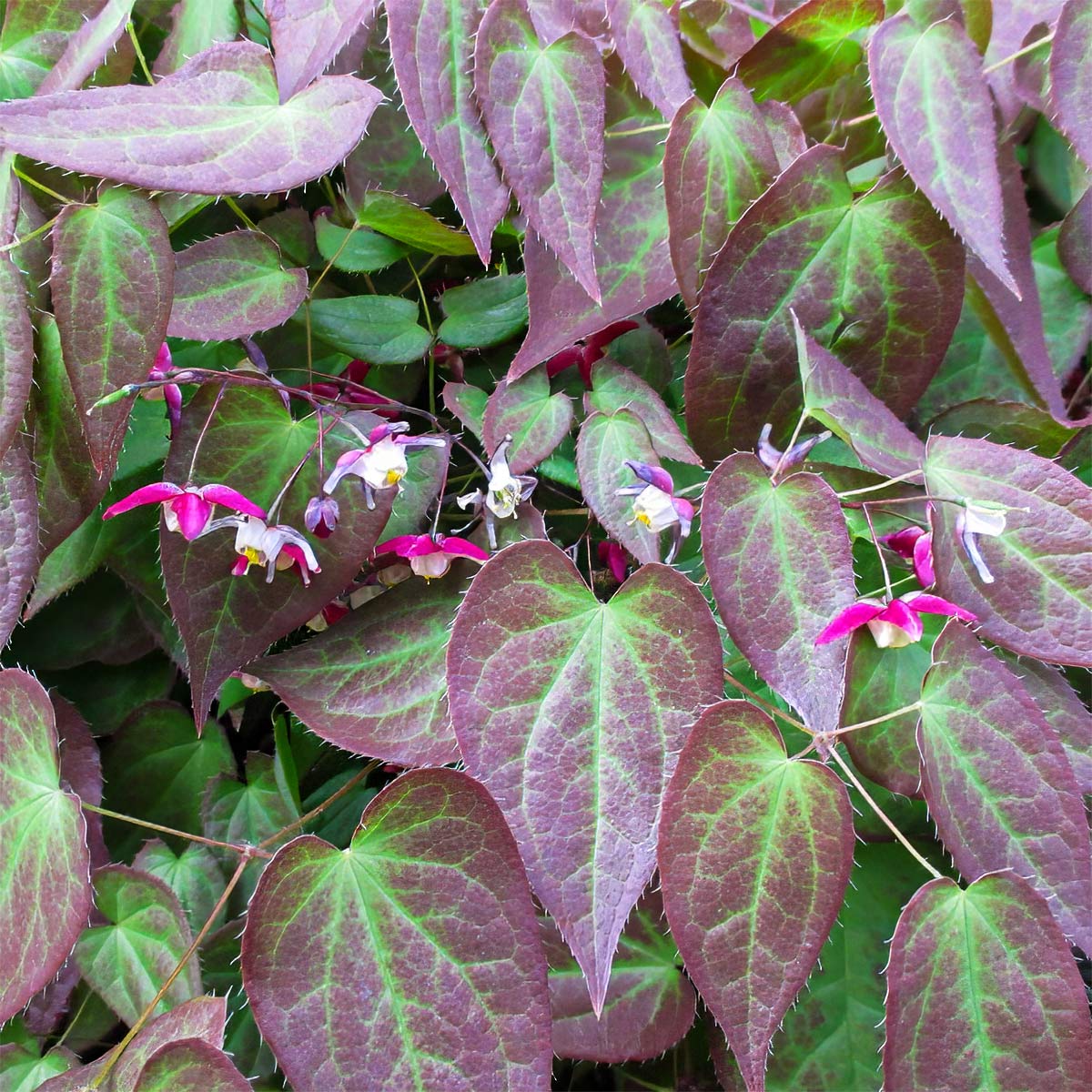 Epimedium X Rubrum Barnsdale Gardens epimedium-x-rubrum-barnsdale-gardens