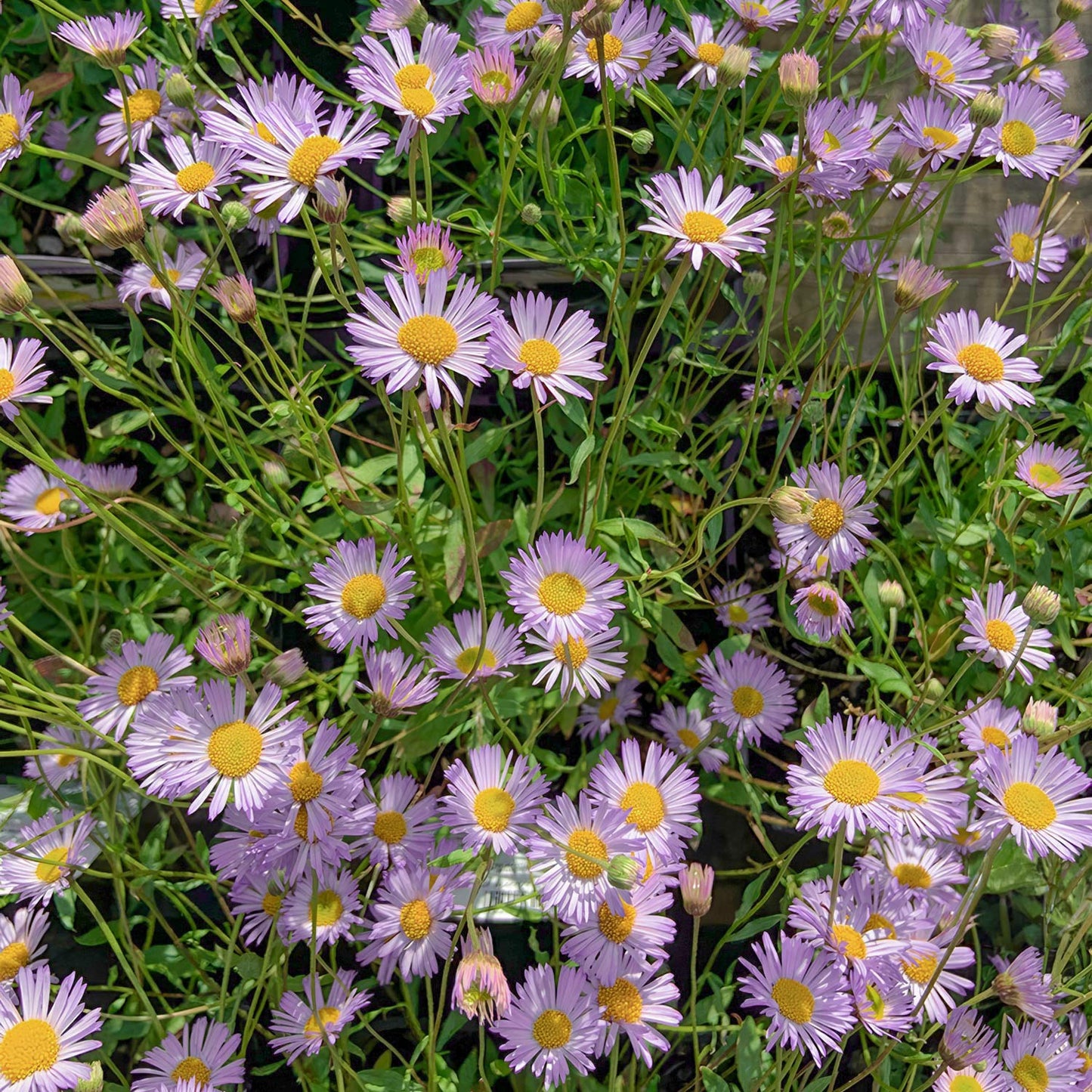 Erigeron karvinskianus 'Lavender Lady'