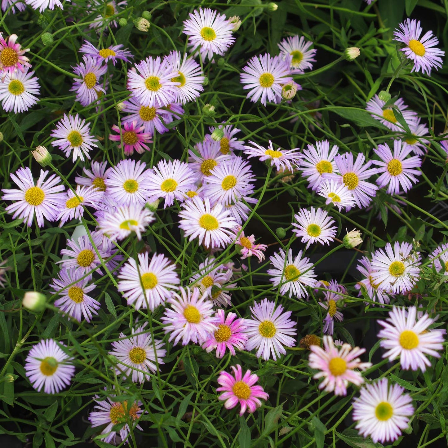 Erigeron karvinskianus 'Lavender Lady'