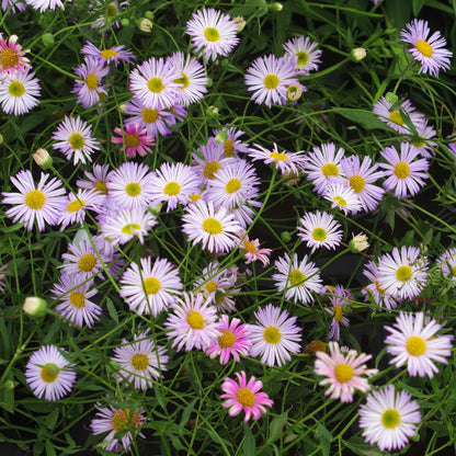 Erigeron karvinskianus 'Lavender Lady'