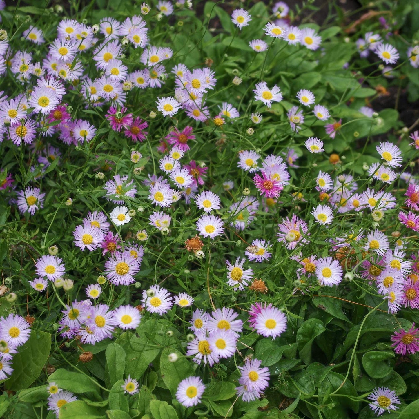 Erigeron karvinskianus 'Lavender Lady'