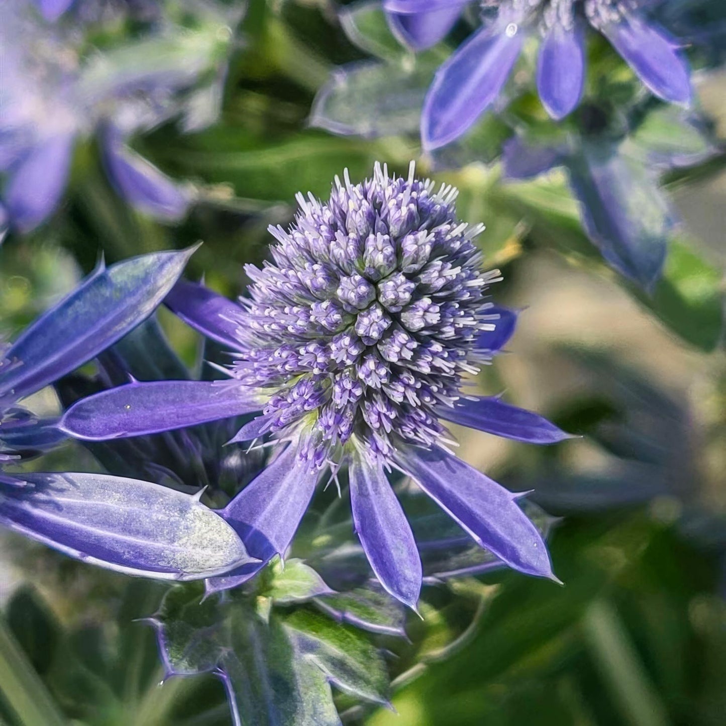 Eryngium 'Grumpy'