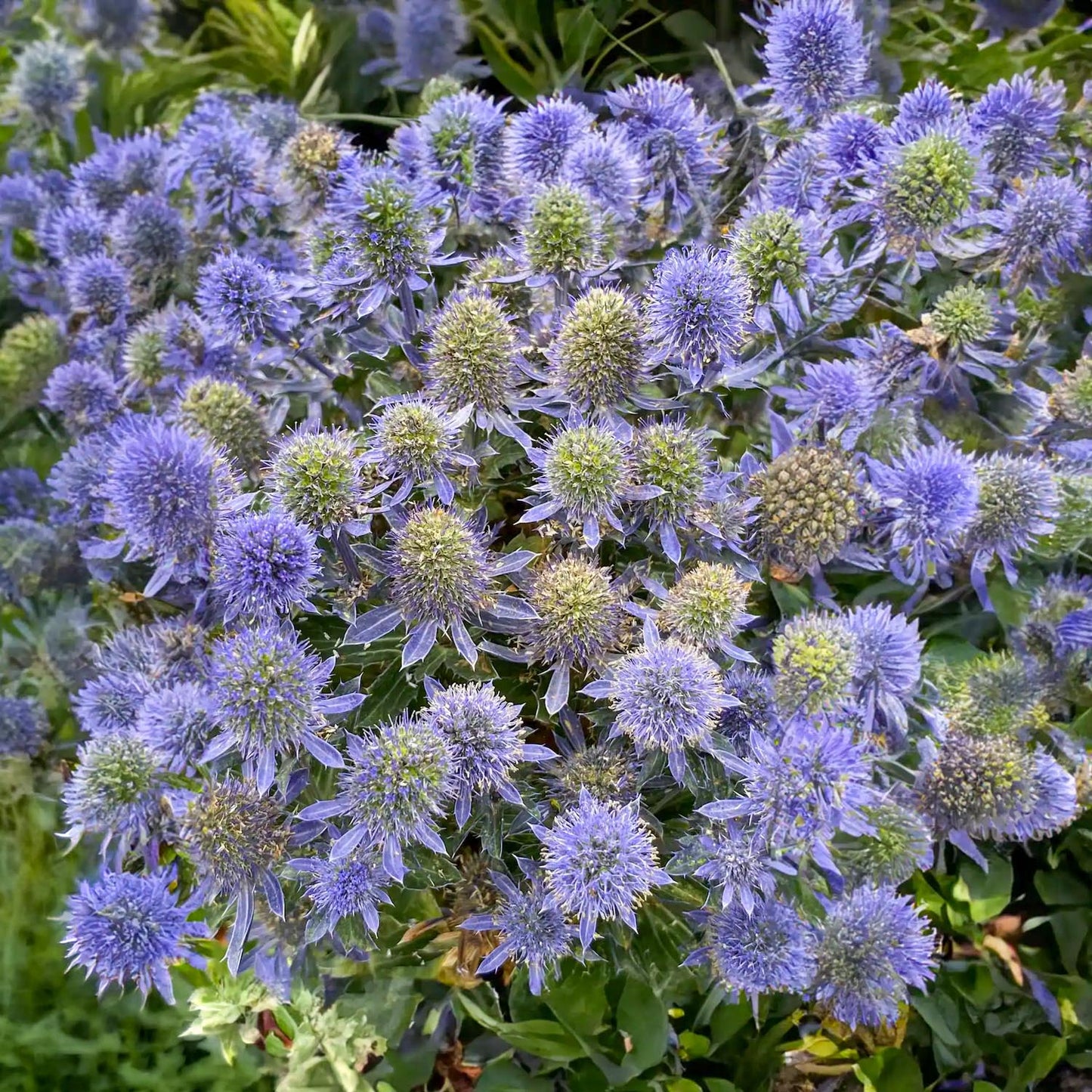Eryngium 'Grumpy'