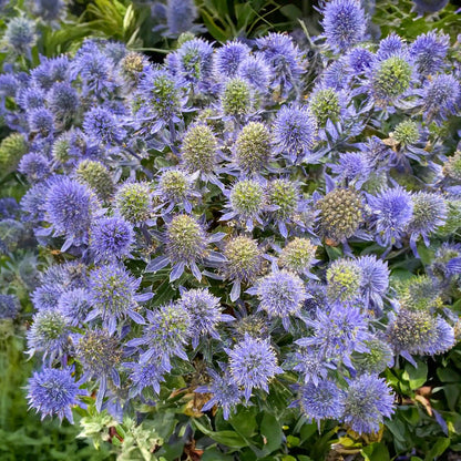 Eryngium 'Grumpy'