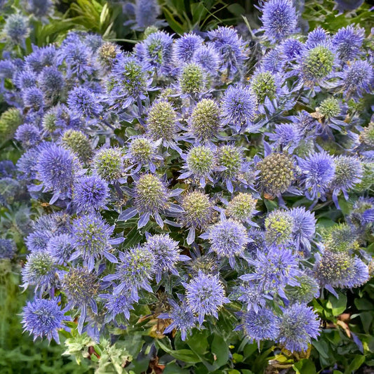 Eryngium 'Grumpy'