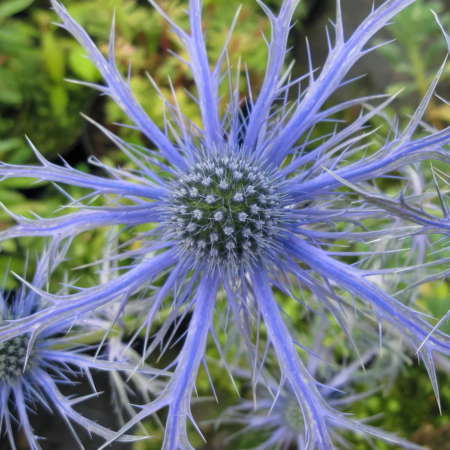 Eryngium x olivierianum 'Pen Blue'. Close-up of a blue sea holly flower with radiating spiky blue petals and a green-brown textured centre.