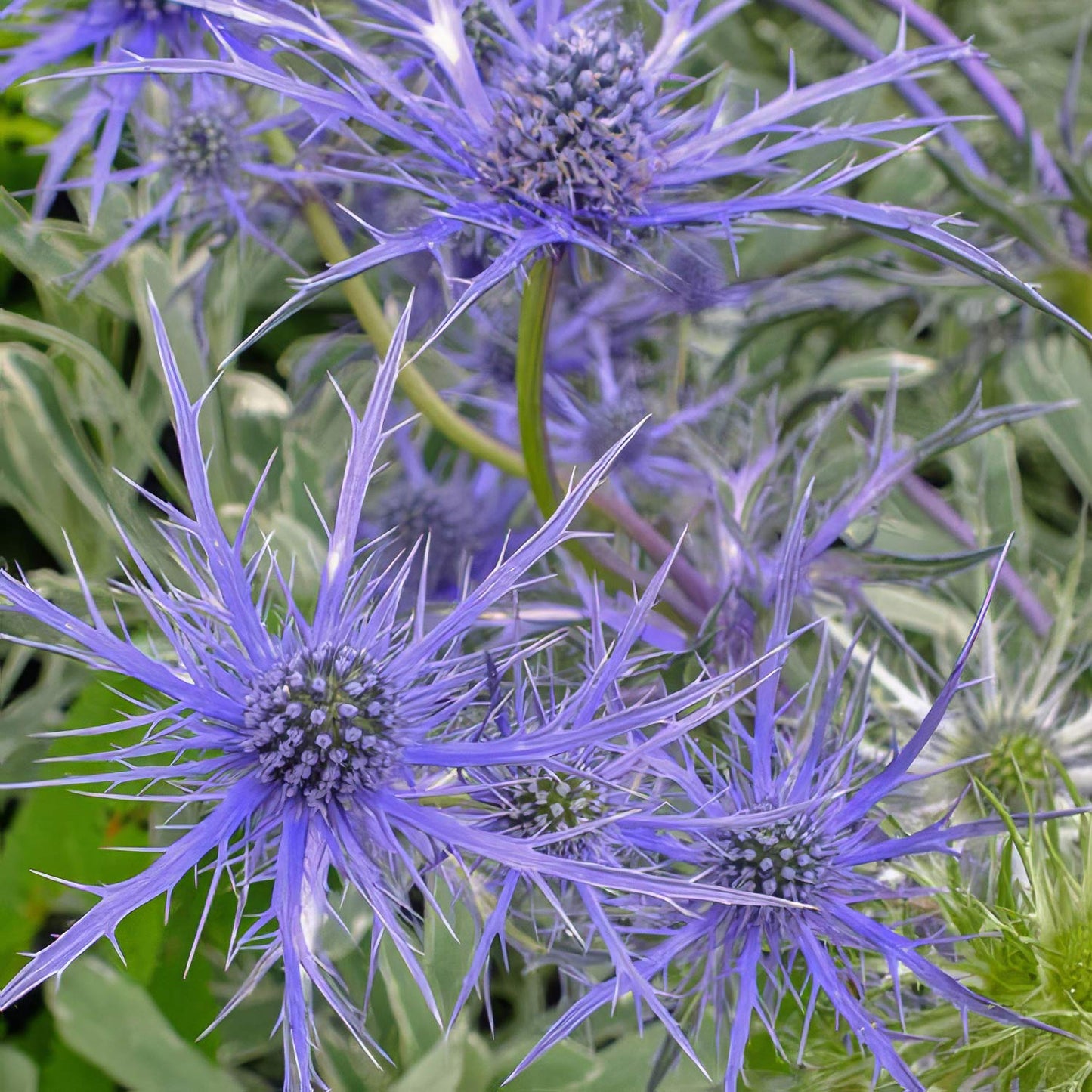 Eryngium x olivierianum 'Pen Blue'. Close-up of blue sea holly flowers with spiky violet-blue petals and green foliage.