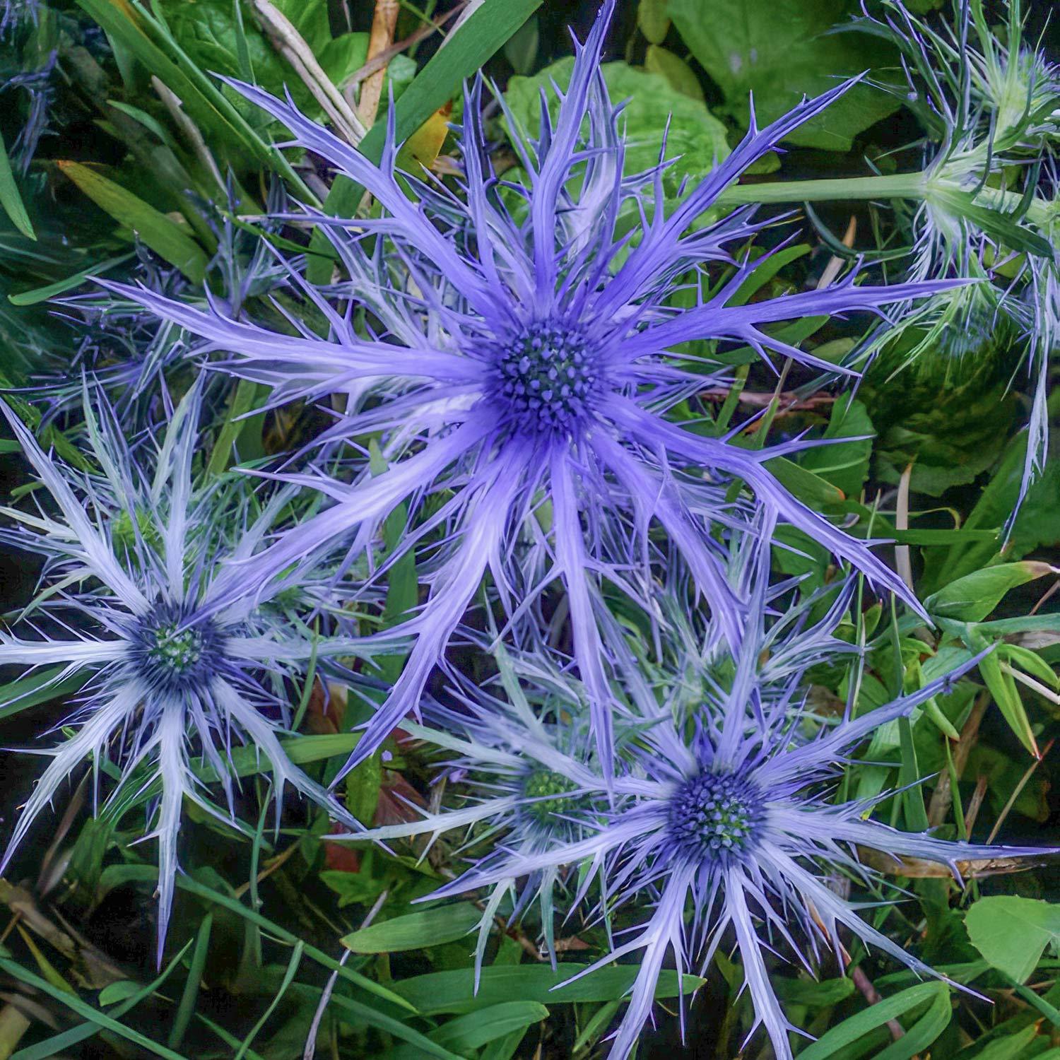 Eryngium x olivierianum 'Pen Blue'. Violet-blue Sea Holly flower blooms with spiky radiating petals.