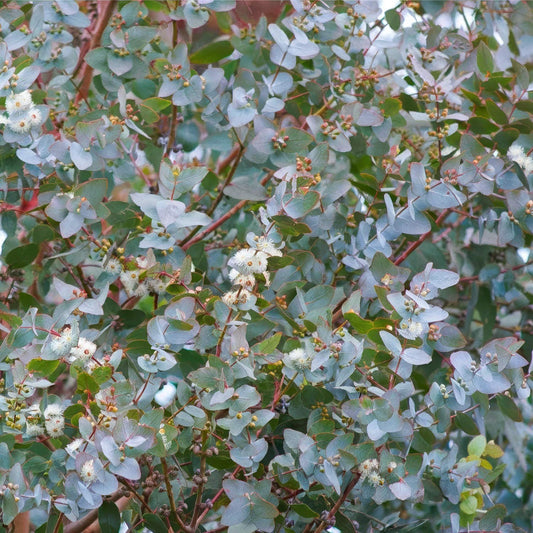 Eucalyptus gunnii 'Azura'