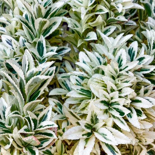 Euonymus japonicus 'White Spire'