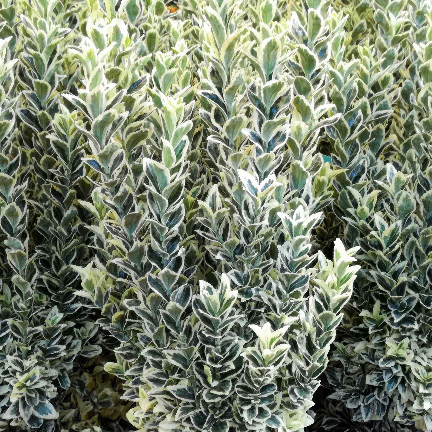 Euonymus japonicus 'White Spire'