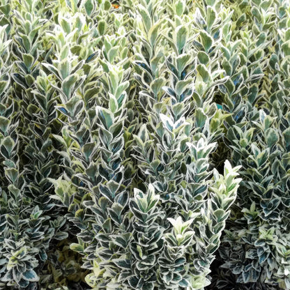 Euonymus japonicus 'White Spire'