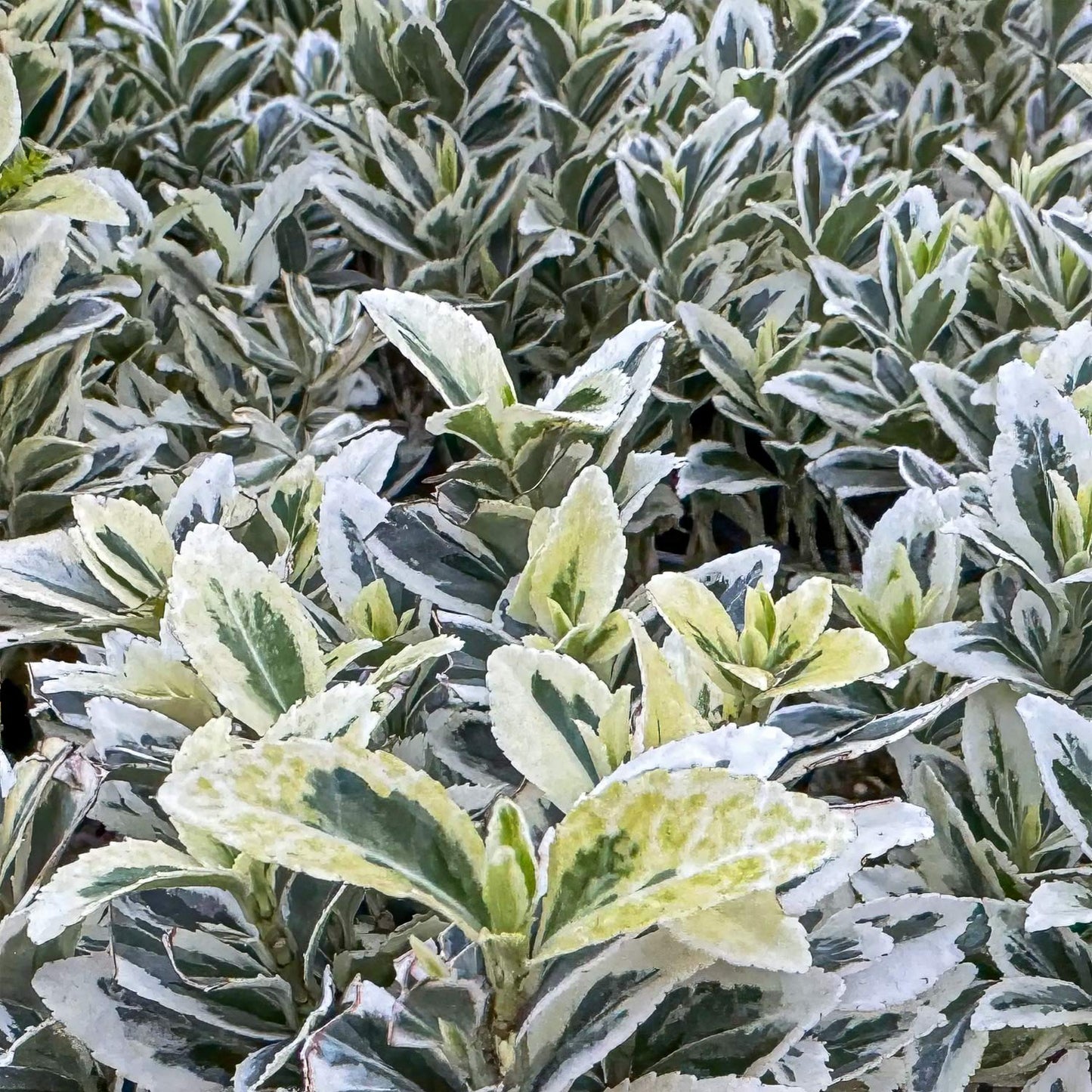 Euonymus japonicus 'White Spire'