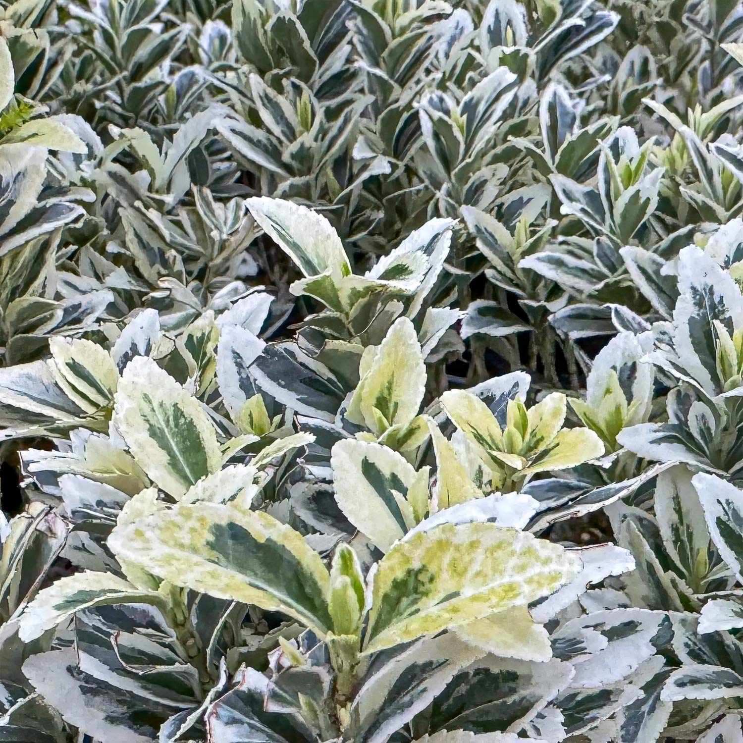 Euonymus japonicus 'White Spire'