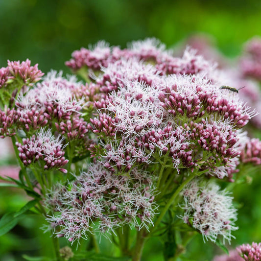 Eupatorium cannabinum