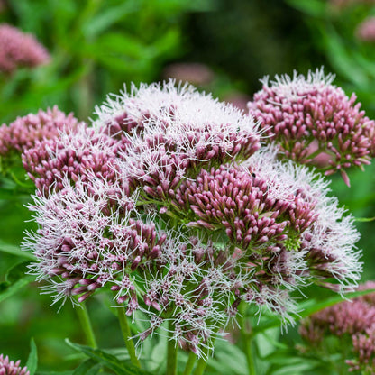 Eupatorium cannabinum