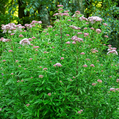 Eupatorium cannabinum