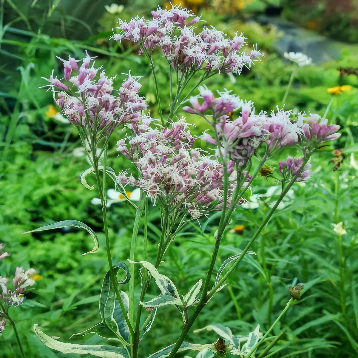Eupatorium Eupatorium ‘Pink Elegance’ – Pink Flowered Variegated Perennial ...