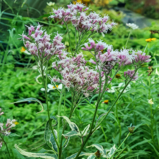 Eupatorium fortunei 'Pink Elegance'