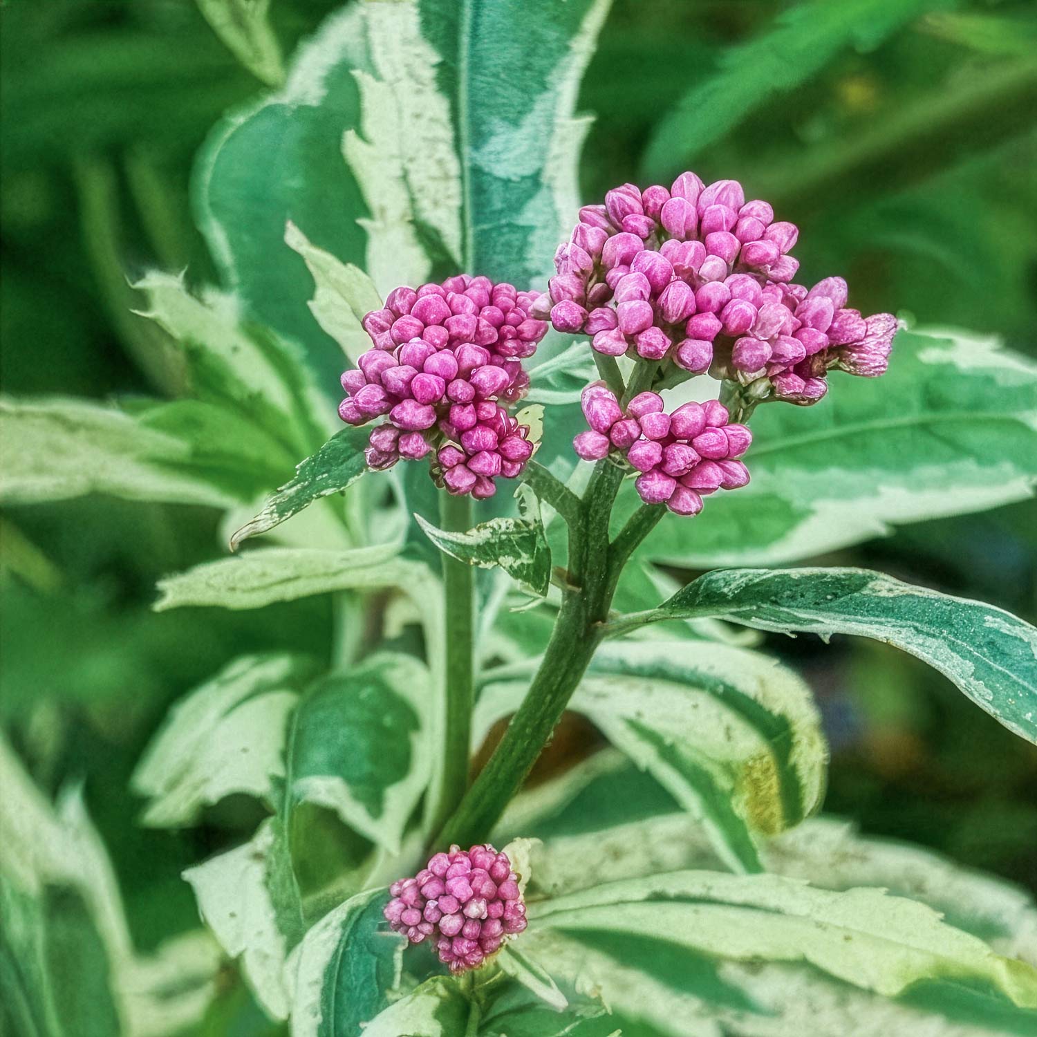 Eupatorium fortunei 'Pink Elegance'