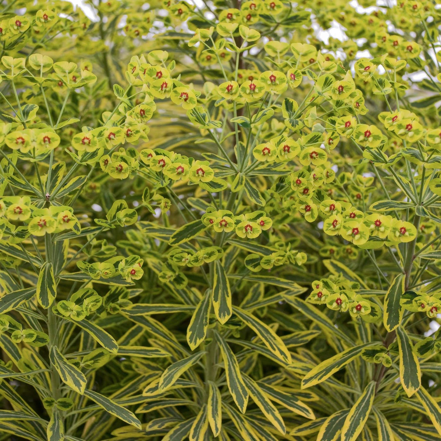 Euphorbia x martini 'Ascot Rainbow'