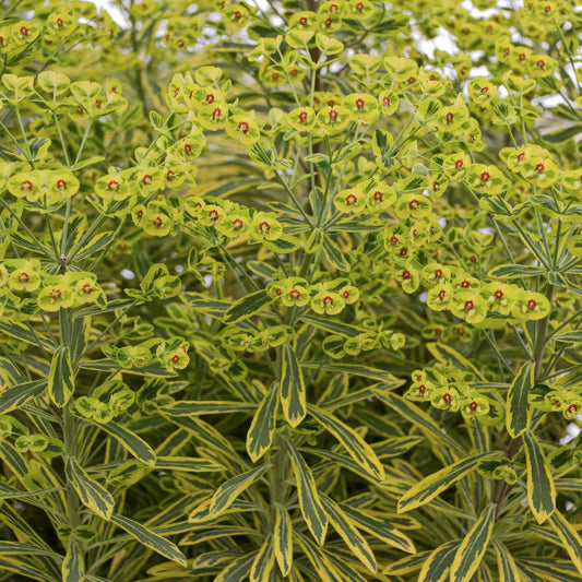 Euphorbia x martini 'Ascot Rainbow'
