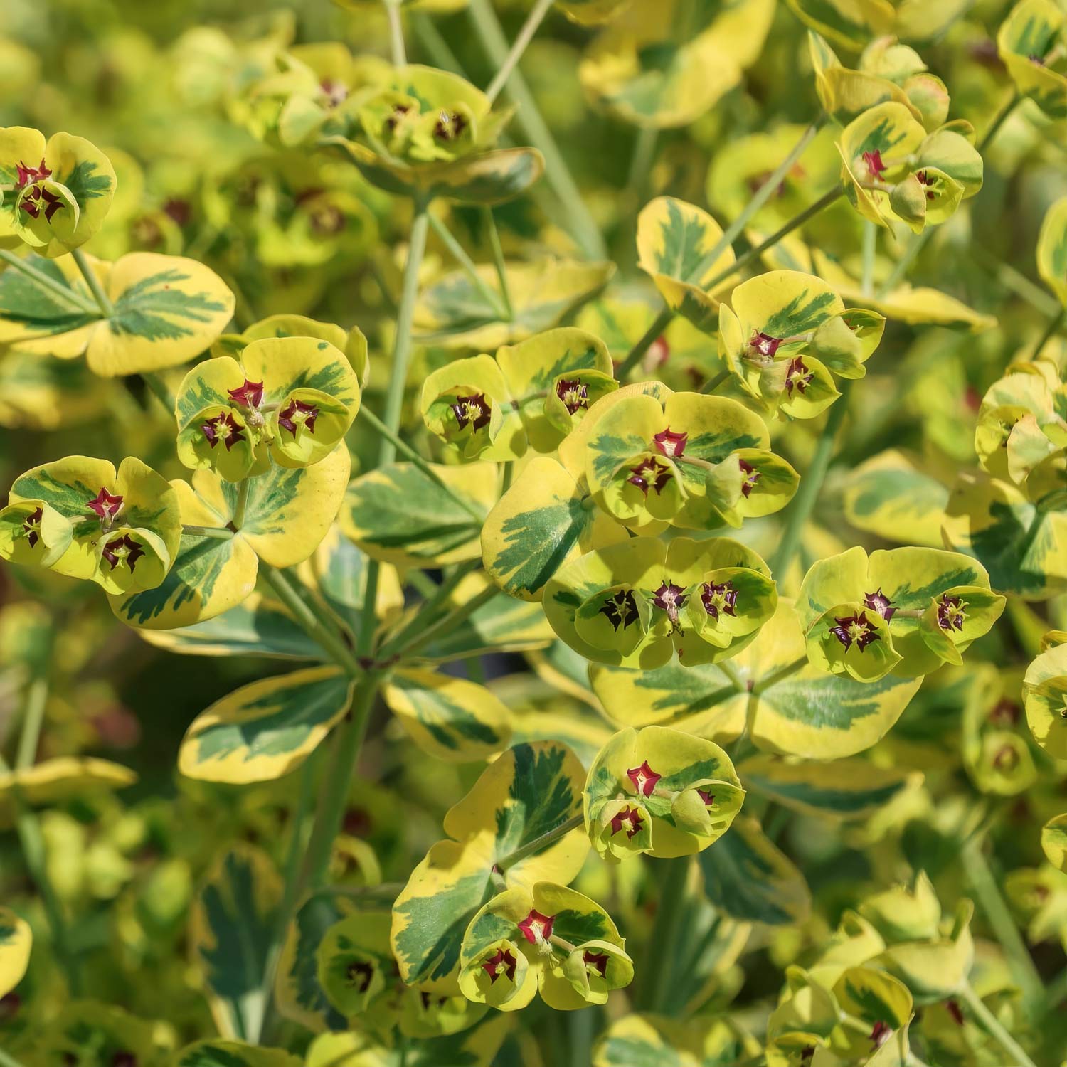 Euphorbia x martini 'Ascot Rainbow'