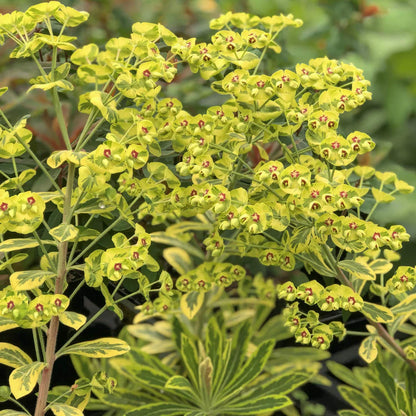 Euphorbia x martini 'Ascot Rainbow'
