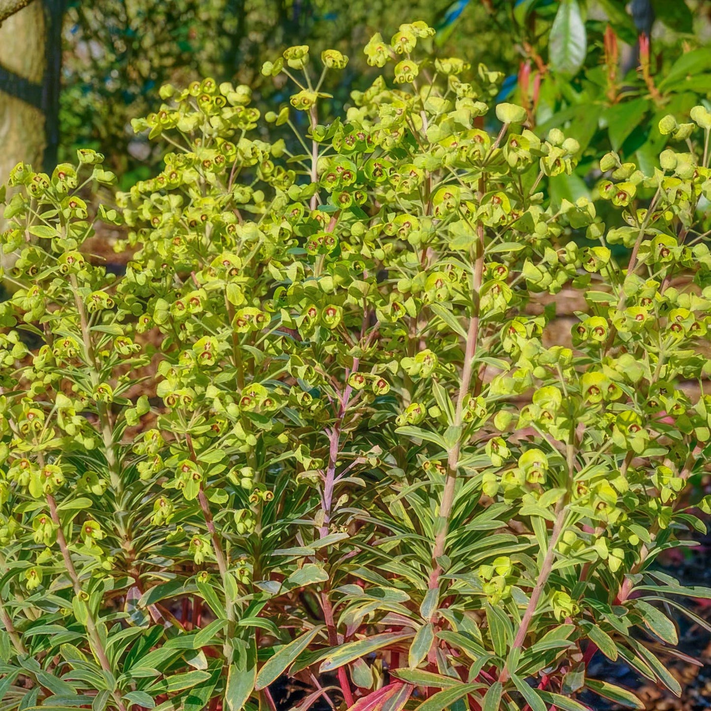 Euphorbia x martini 'Ascot Rainbow'
