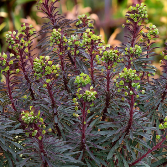 Euphorbia 'Miners Merlot'. A close-up of a leafy spurge plant with dark green to purplish leaves and upright stems topped with small light green flower buds,.