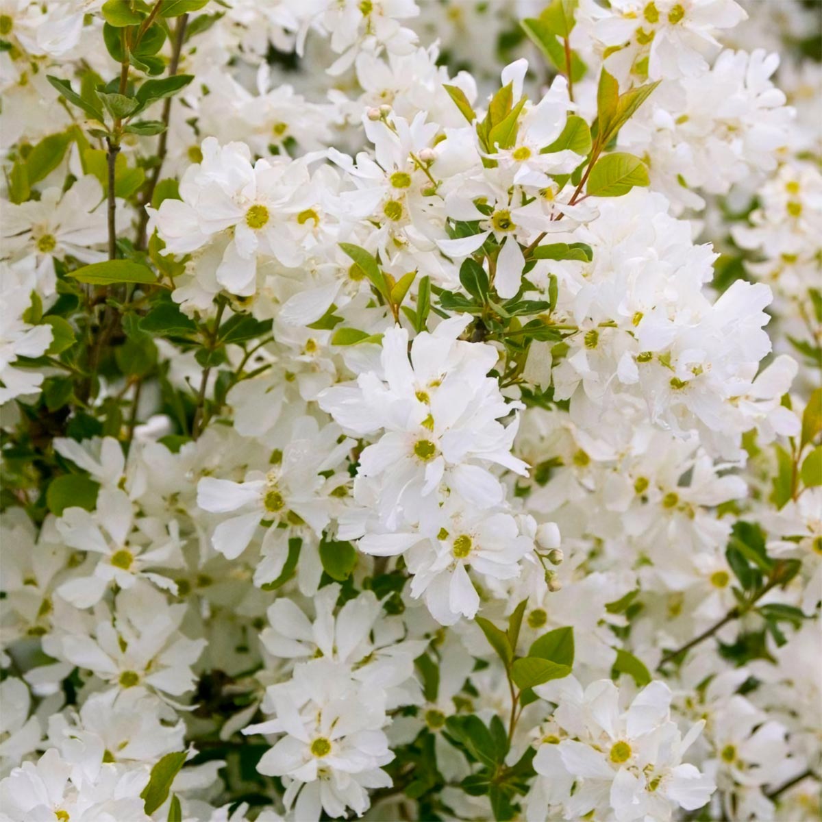 Exochorda x macrantha 'Lotus Moon'