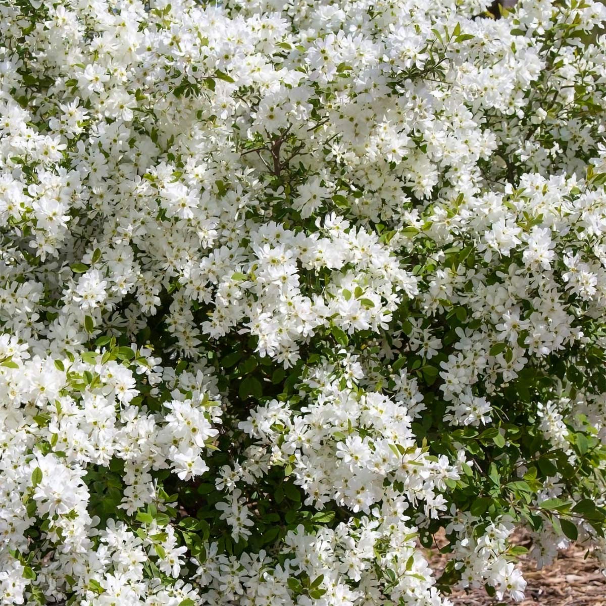 Exochorda x macrantha 'Lotus Moon'