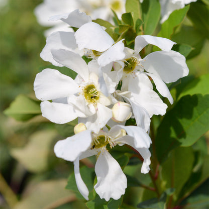 Exochorda x macrantha 'Lotus Moon'