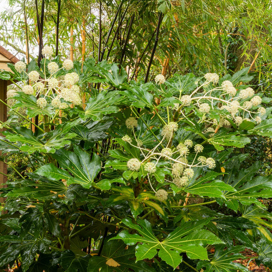 Fatsia japonica