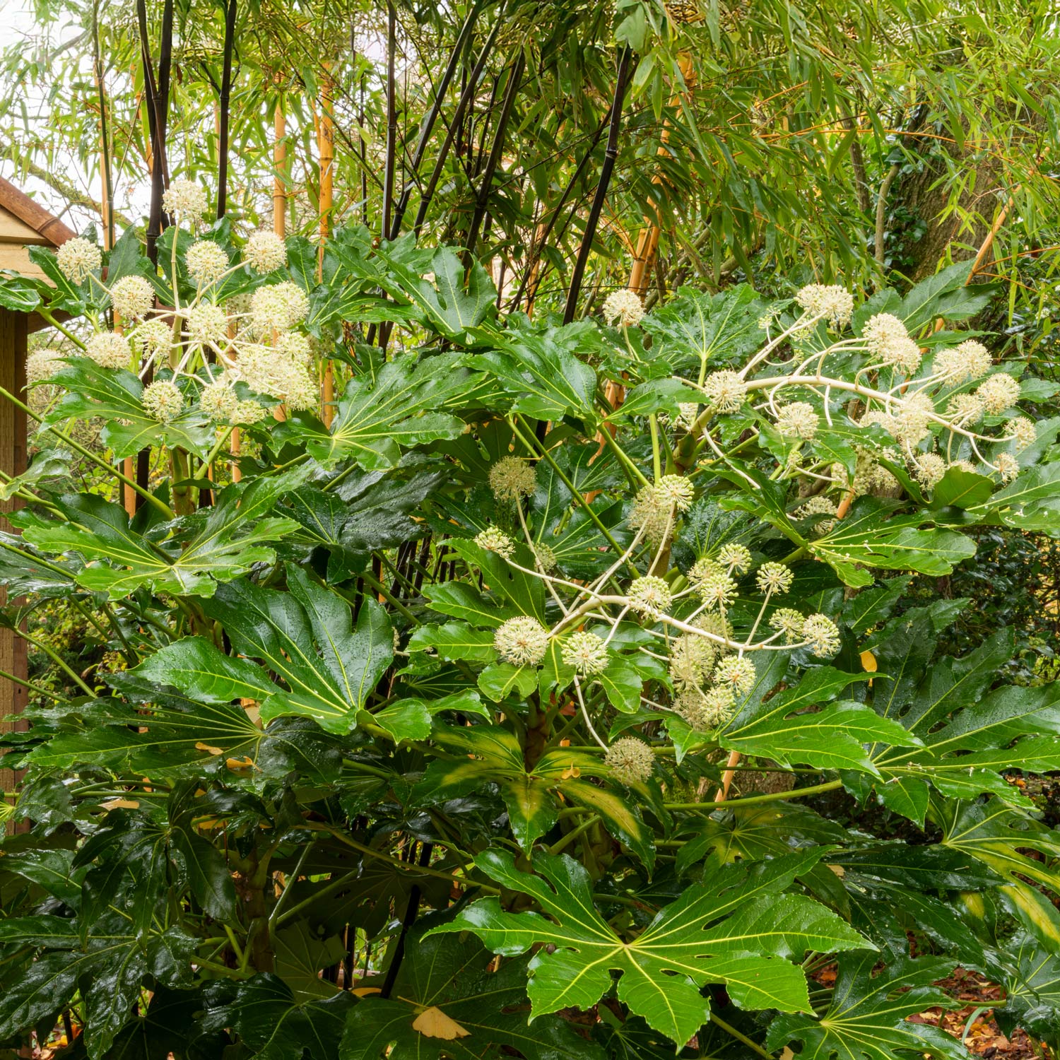 Fatsia japonica