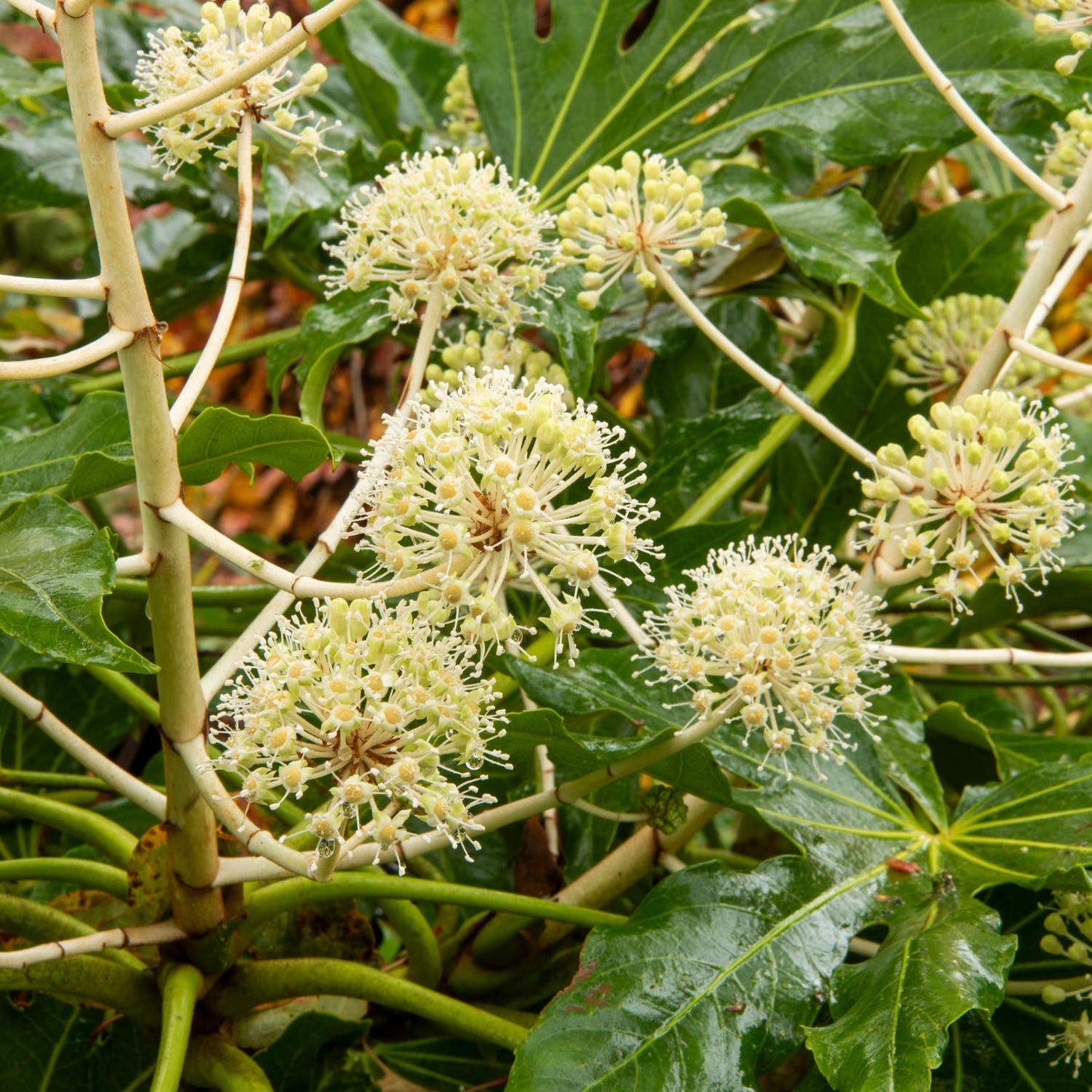 Fatsia japonica