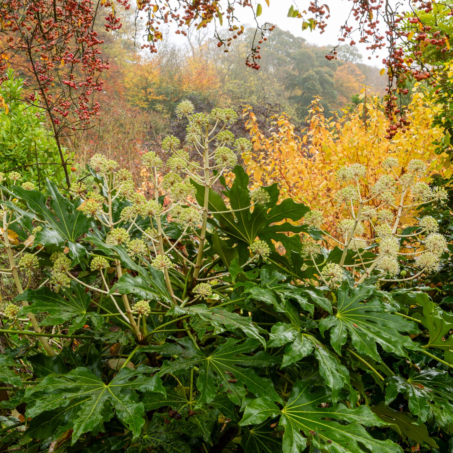 Fatsia japonica